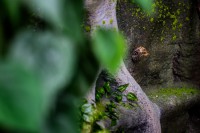 /album/fotogalerie-papilonia-motyli-dum-praha/motyl-caligo-memnon-a-jeho-kresba-napodobujici-oko-sovy-pro-odstraseni-svych-predatoru-jpg/